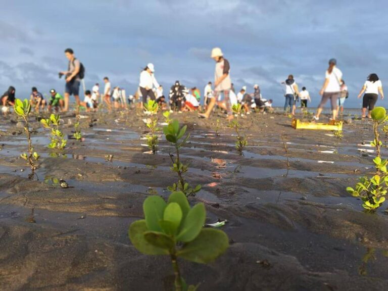 CSR: CENECO Conducts Mangrove Planting Activity